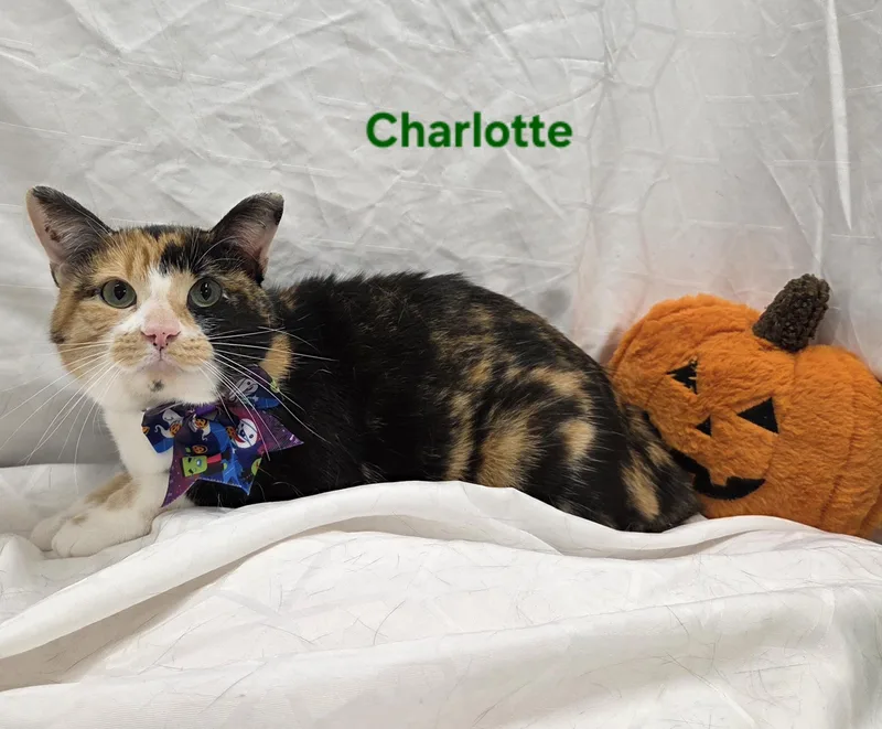 Charlotte thumbnail 3