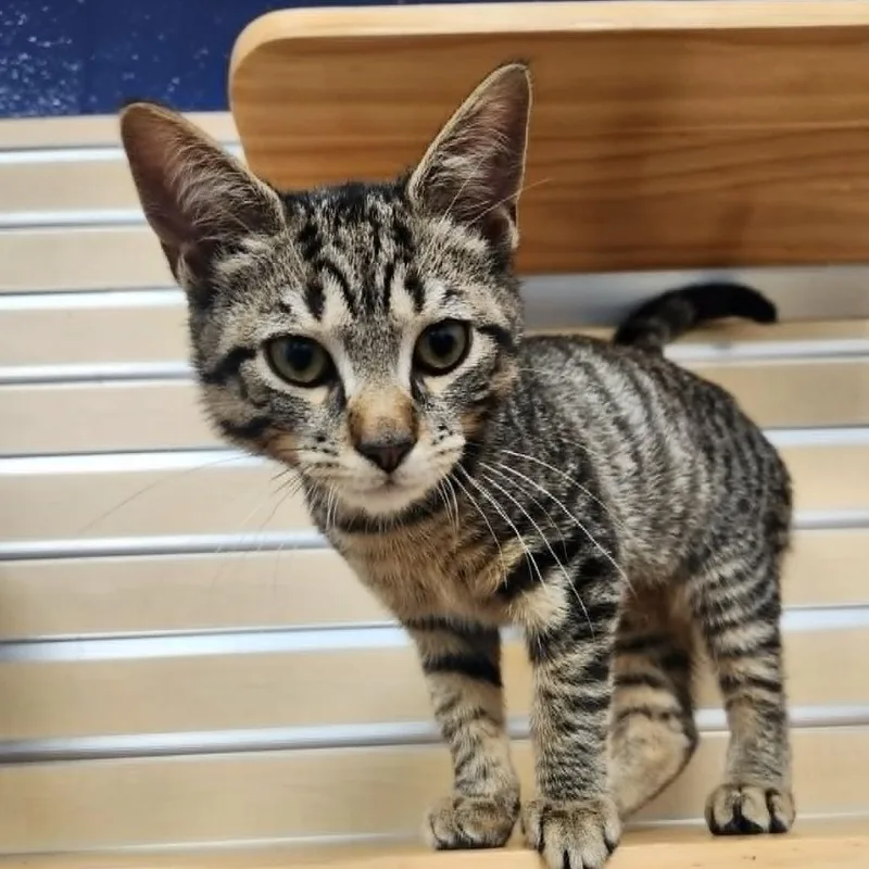 A baby small-sized female Black Domestic Short Hair cat named Gemini for adoption in Hampton Bays, NY