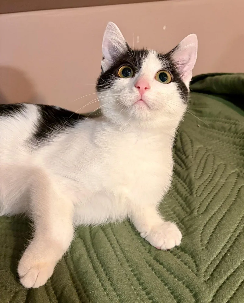 A baby medium-sized female Black & White / Tuxedo Domestic Short Hair cat named Mira for adoption in Rootstown, OH