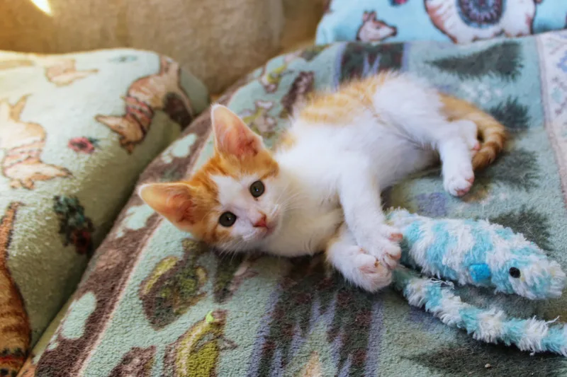 A baby medium-sized male Orange & White Domestic Short Hair cat named Moss for adoption in Urbana, OH
