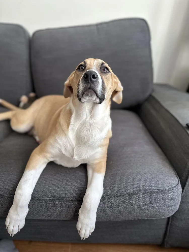A baby large-sized male White / Cream Boxer dog named Chaz for adoption in Manhattan, NY