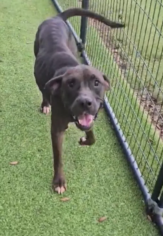 An adult large-sized female Tricolor (Brown, Black, & White) American Bulldog dog named Snickle for adoption in Lakeland, FL