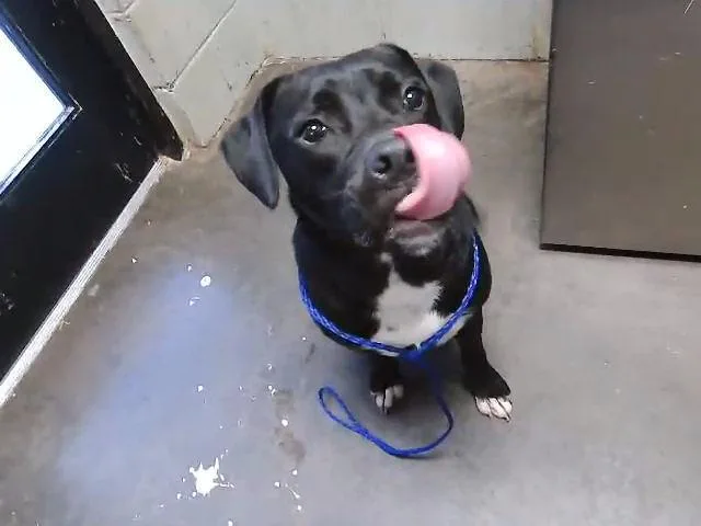 A young large-sized female Boxer dog named Jubilee for adoption in Tulsa, OK