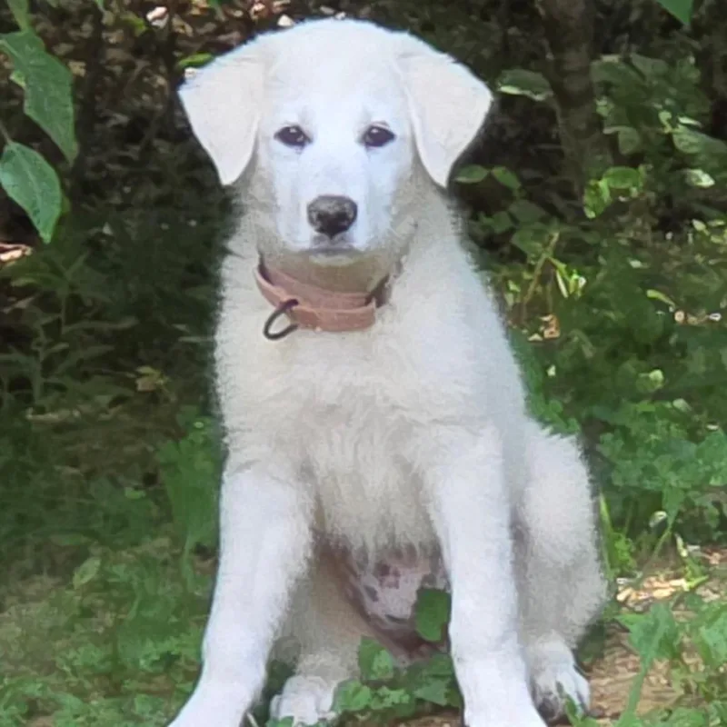 A baby small-sized female White / Cream Great Pyrenees dog named Malie for adoption in Fredericksburg, VA