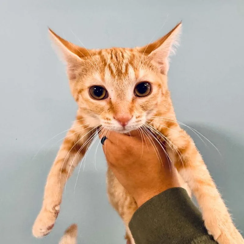 A baby small-sized female Orange / Red Domestic Short Hair cat named Tiramisu for adoption in Saint Charles, MO
