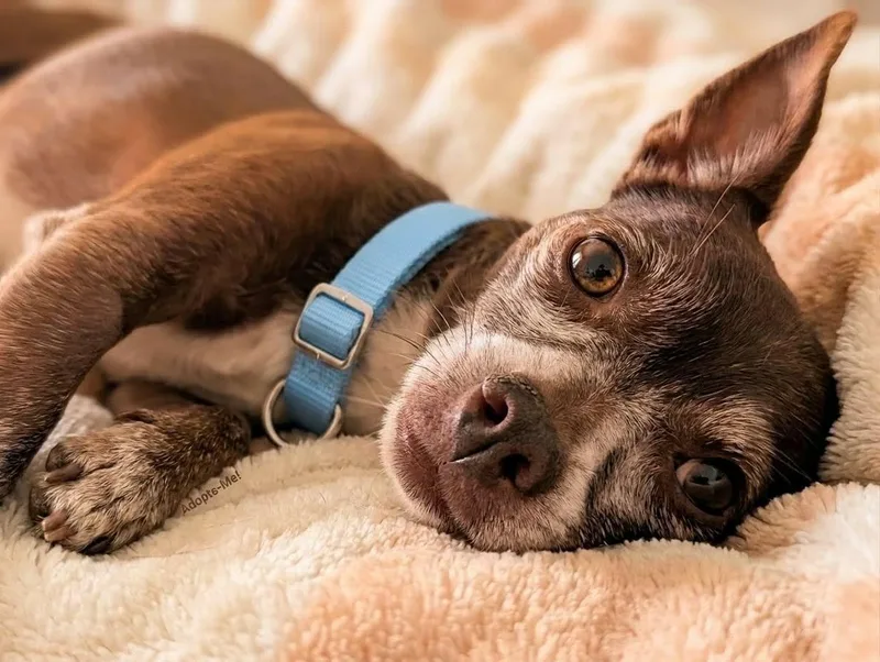 An adult small-sized male Chihuahua dog named Ernesto for adoption in Anza, CA