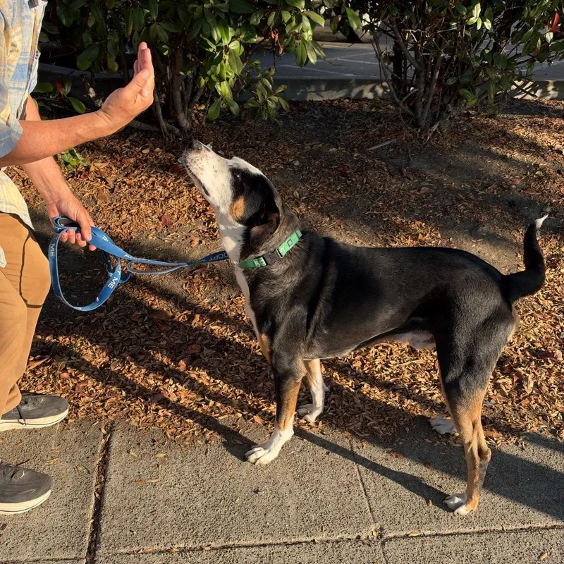 An adult large-sized male Hound dog named Domingo for adoption in Point Richmond, CA