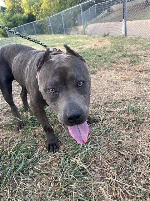 An adult medium-sized female American Staffordshire Terrier dog named A for adoption in Oklahoma City, OK