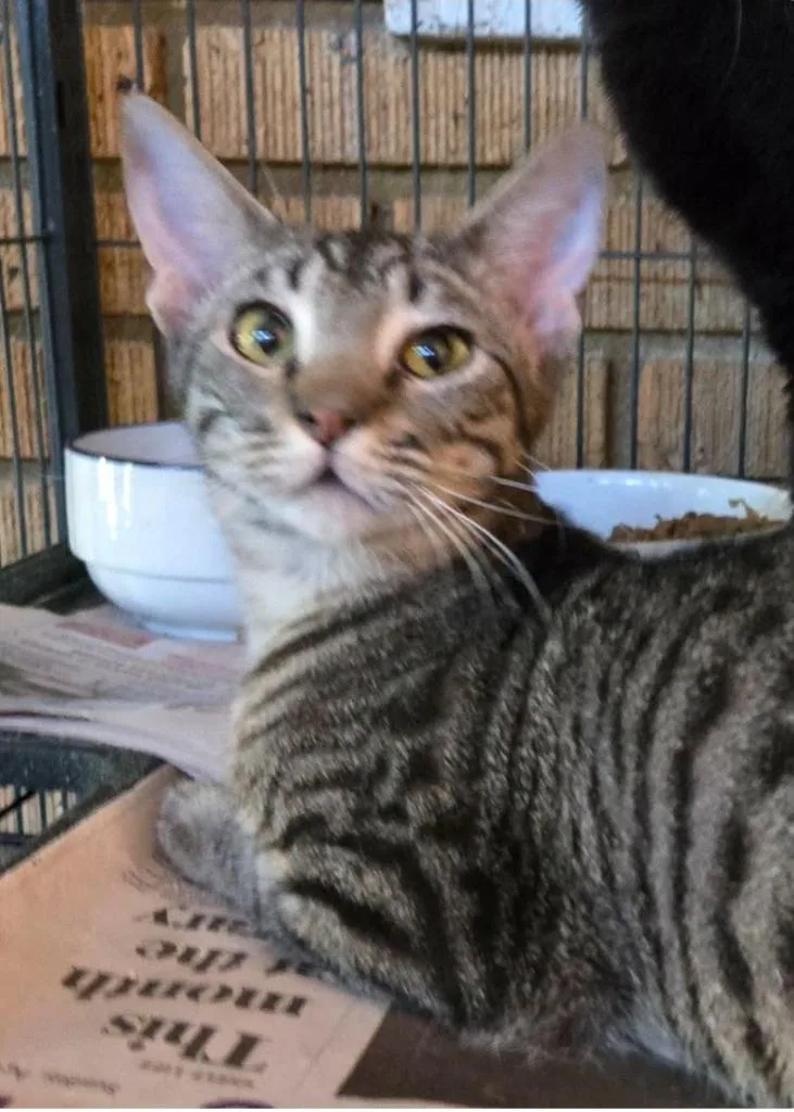 A baby medium-sized male Domestic Short Hair cat named Riku Shen for adoption in El Dorado, AR