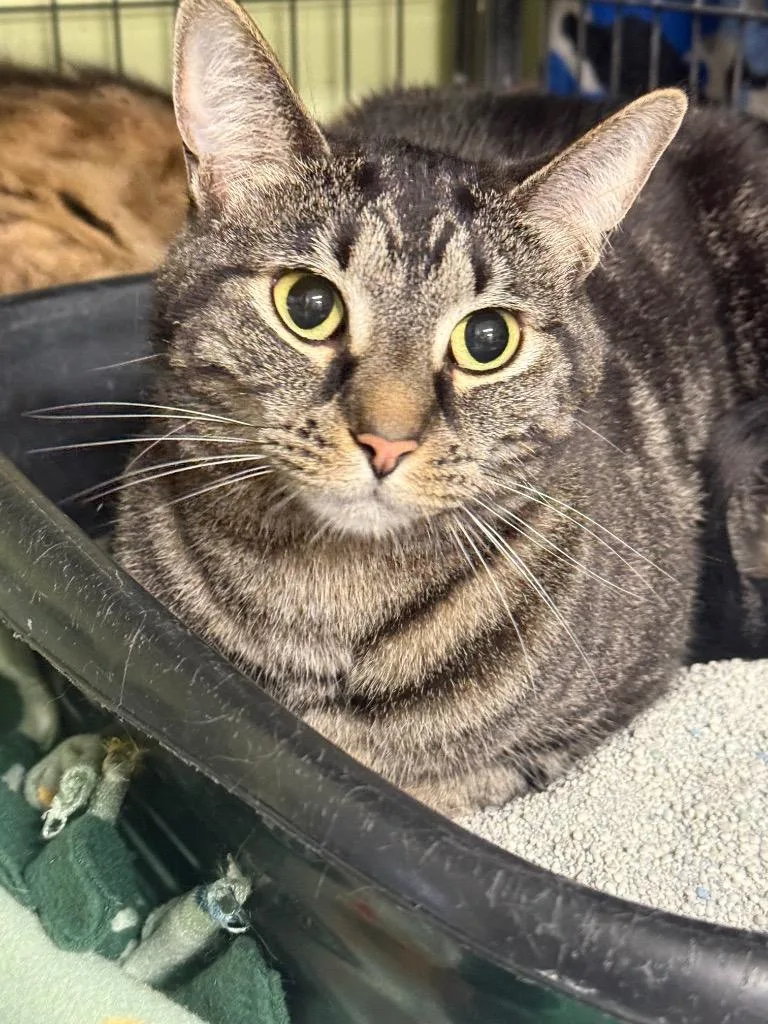 An adult medium-sized female Domestic Short Hair cat named Mila for adoption in Auburn, IN