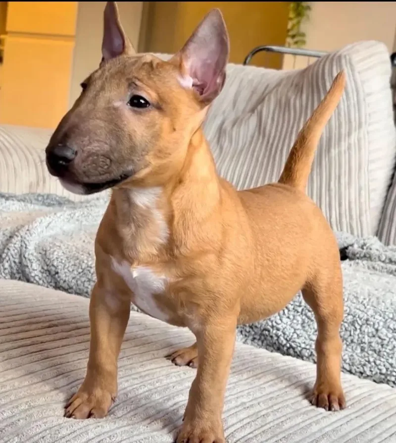 A young medium-sized male Bull Terrier dog named Nubian for adoption in Blessing, TX