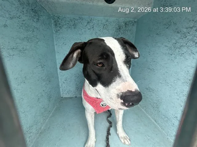 An adult large-sized female Pit Bull Terrier dog named Mulan for adoption in Ocala, FL