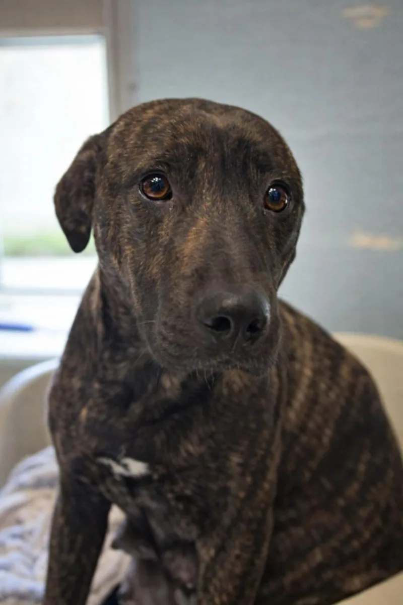 A young medium-sized female Brindle German Shepherd Dog dog named Khaleesi for adoption in Stafford, VA