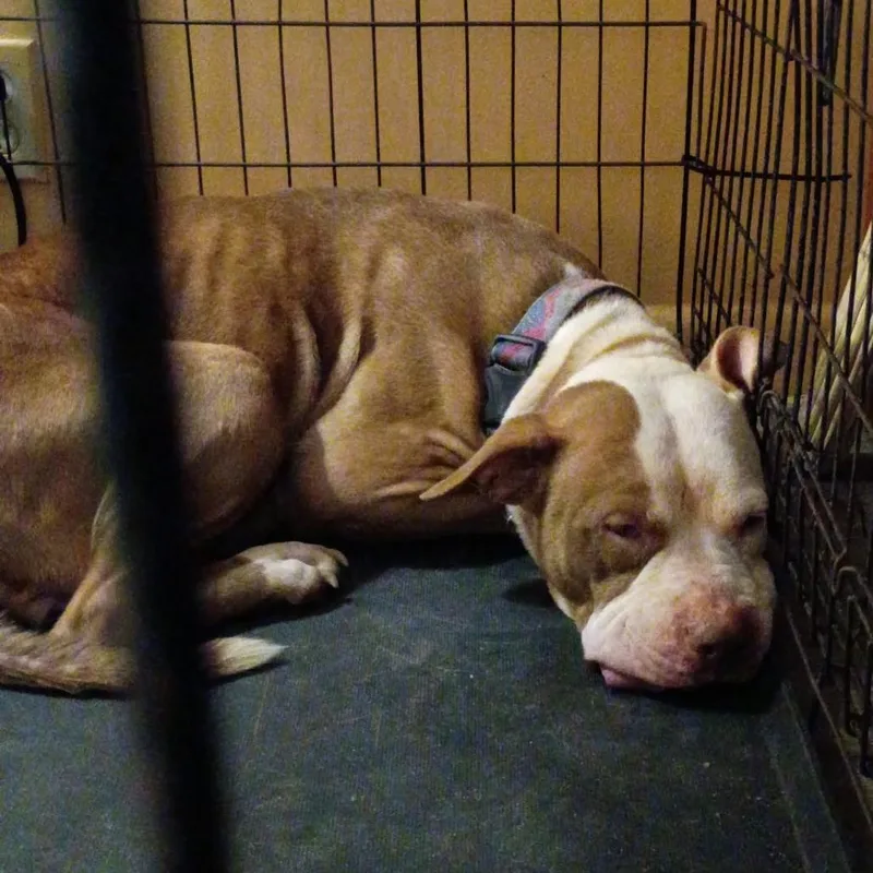 A senior medium-sized female Brown / Chocolate Mixed Breed dog named Karma for adoption in Huntington, WV