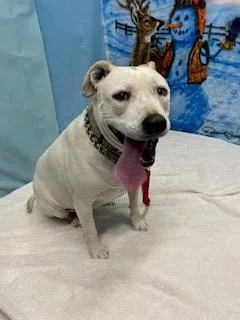 A senior large-sized female Pit Bull Terrier dog named Baby for adoption in Lancaster, CA