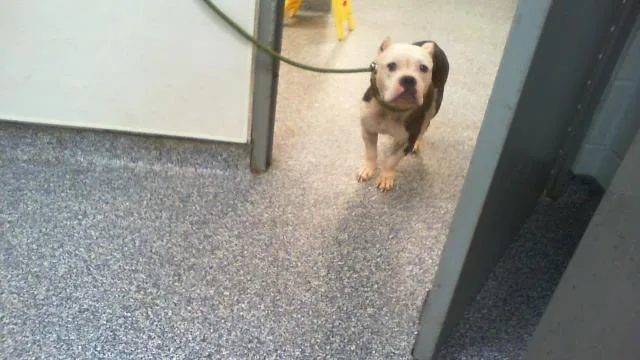 An adult medium-sized female Pit Bull Terrier dog named Lulabell for adoption in Charlotte, NC