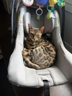 An adult medium-sized male Bengal cat named Yogi for adoption in Broomall, PA