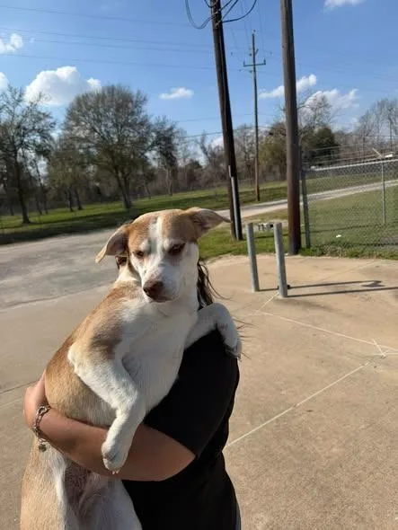 A young medium-sized female Husky dog named Meadow for adoption in Humble, TX