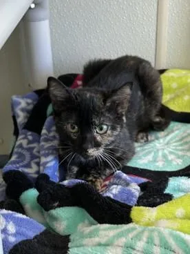 A baby medium-sized female Domestic Short Hair cat named Gorgonzola for adoption in Suffolk, VA