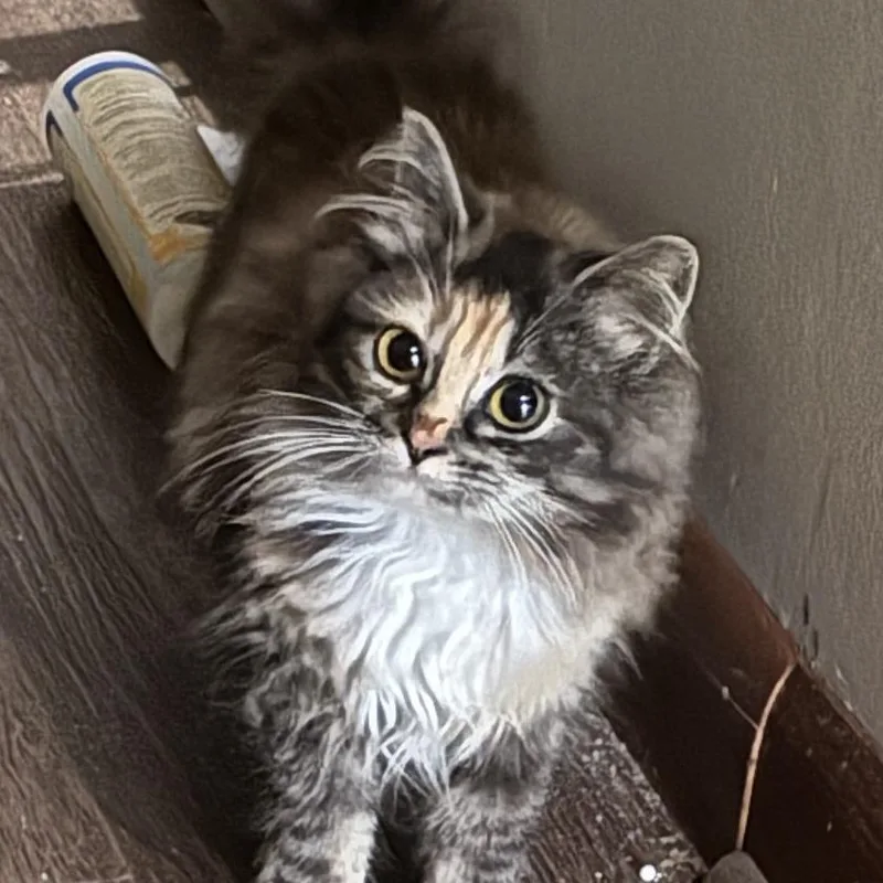 Mountain Meadow thumbnail 2