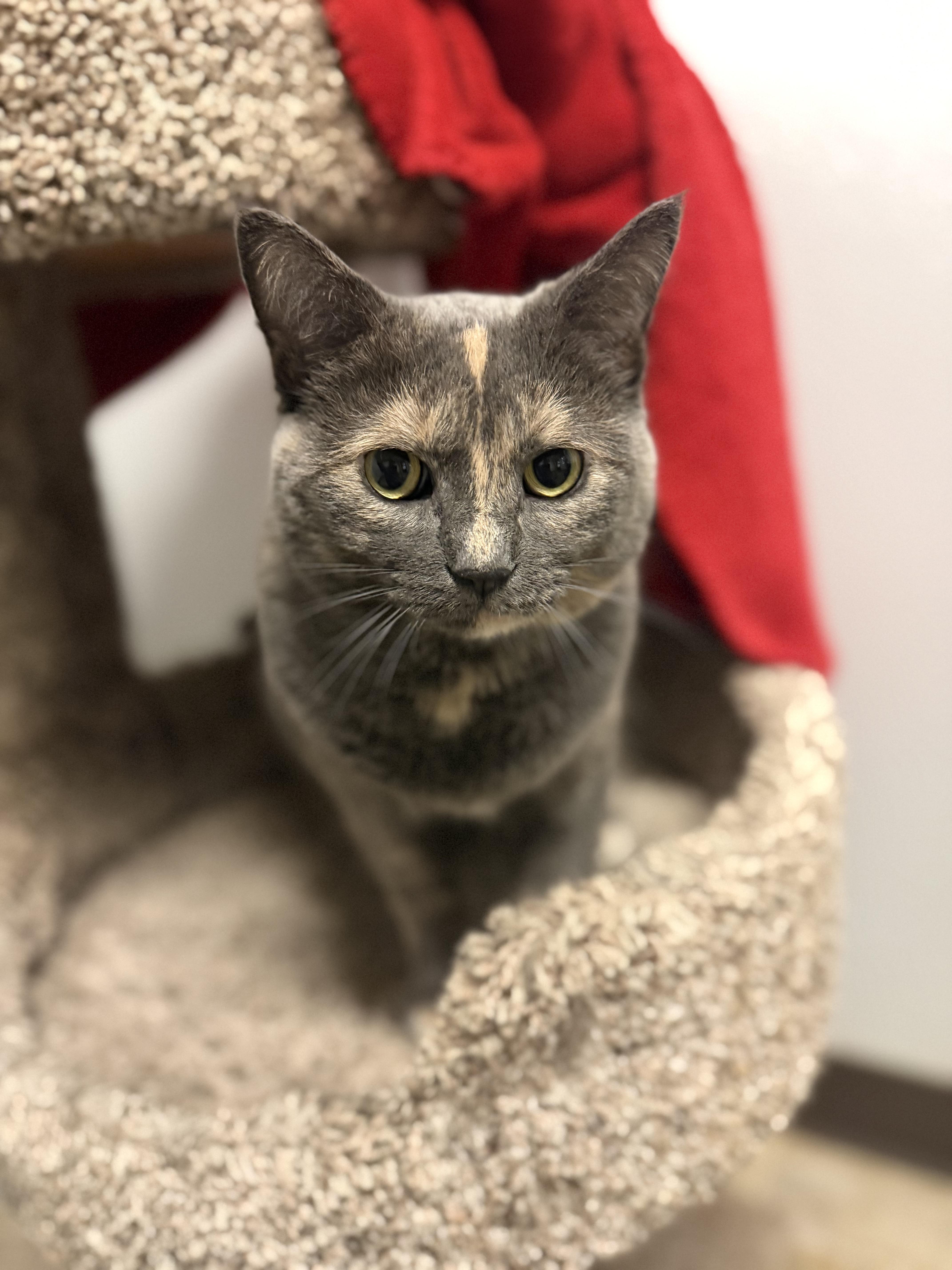 An adult medium-sized female Dilute Calico Domestic Short Hair cat named Ember for adoption in Dodgeville, WI