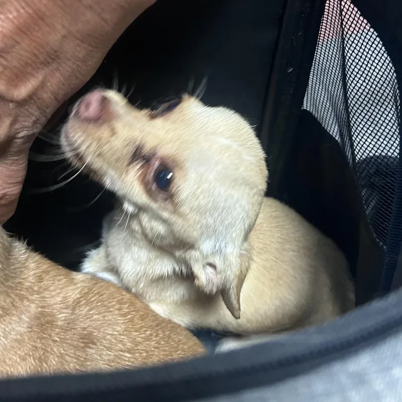 An adult small-sized male Yellow / Tan / Blond / Fawn Chihuahua dog named Macho for adoption in Philadelphia, PA
