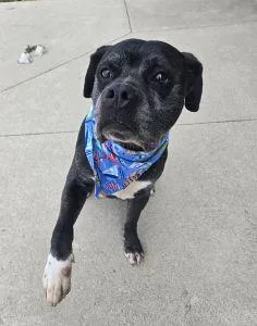 An adult large-sized male Pit Bull Terrier dog named Goliath for adoption in Bucyrus, OH