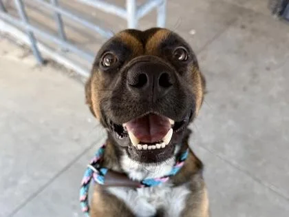 An adult medium-sized male Brown / Chocolate Mixed Breed dog named Gizmo for adoption in Georgetown, TX