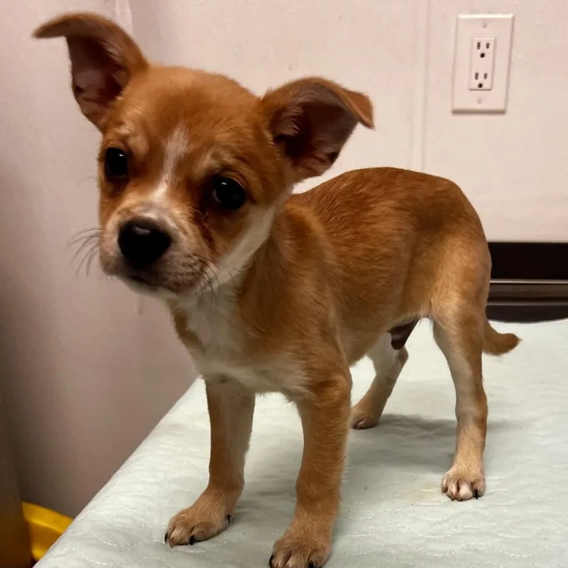 A baby small-sized male Chihuahua dog named Aad New Arrival! for adoption in Armonk, NY
