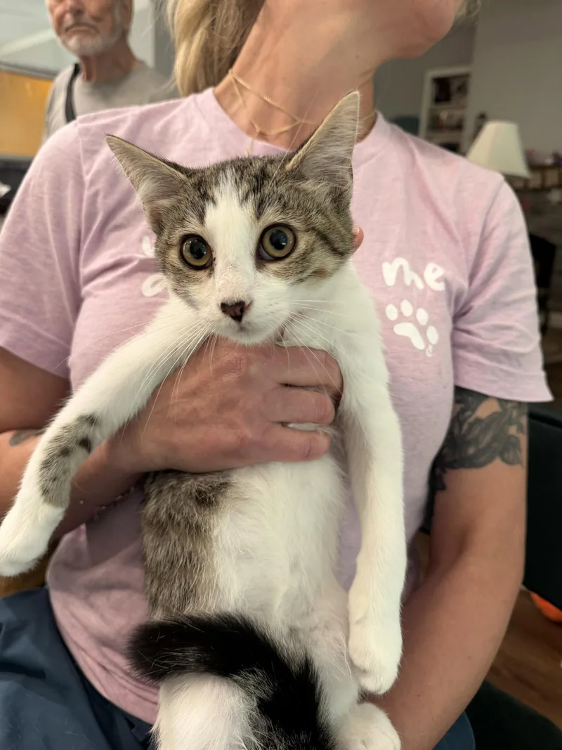 A young medium-sized male Domestic Short Hair cat named Spandex for adoption in Camden, SC
