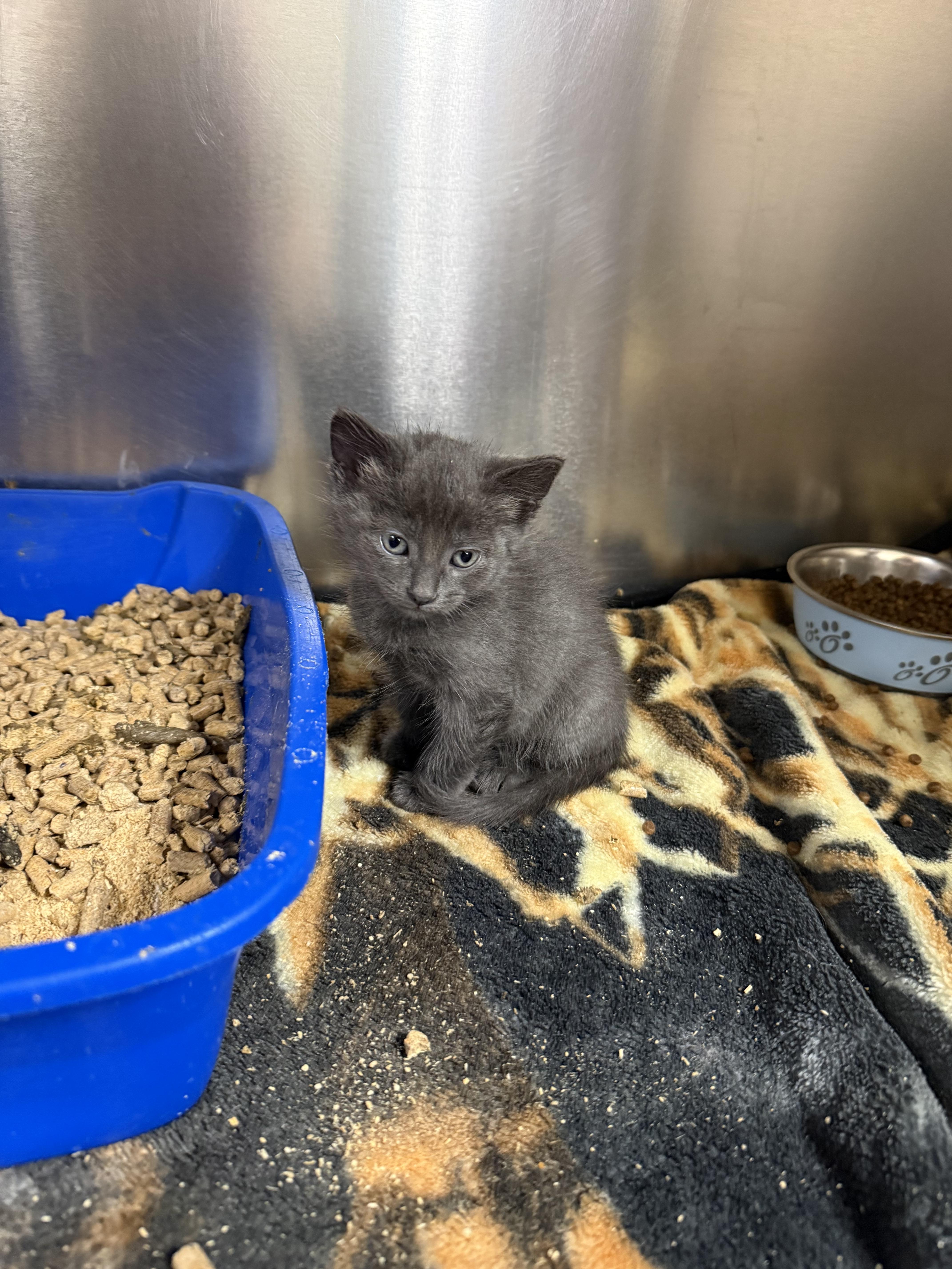 A baby small-sized male American Shorthair cat named Ranger for adoption in Hillsborough, NC