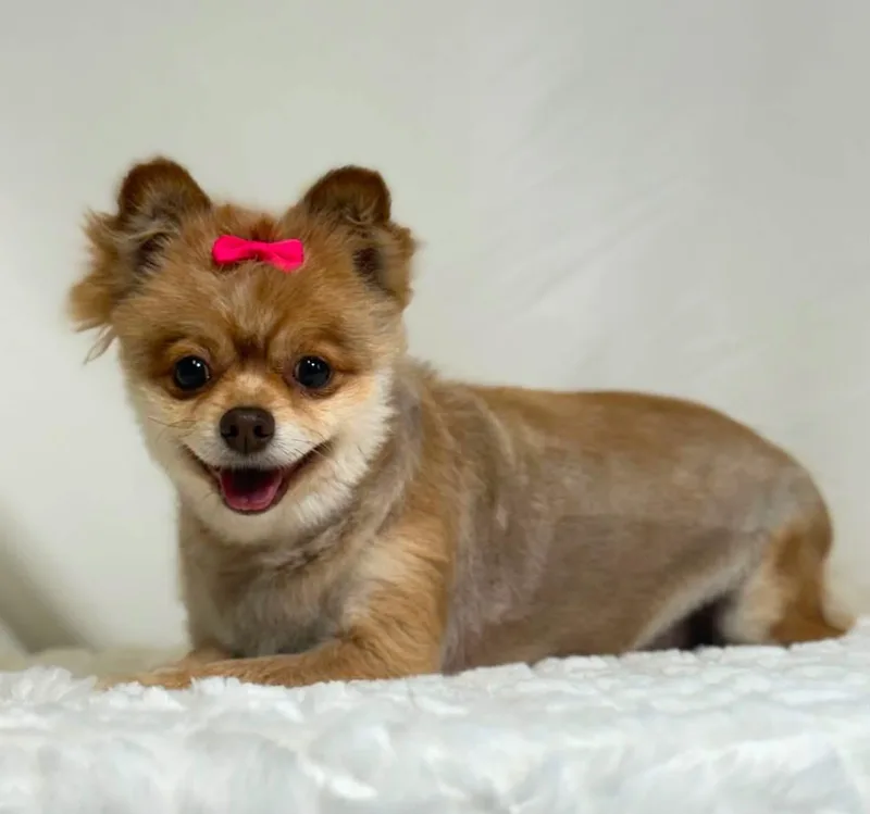 An adult small-sized female Pomeranian dog named Ketchup for adoption in New Stanton, PA