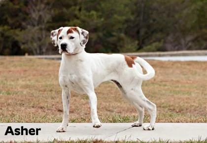 An adult medium-sized male American Bulldog dog named Asher for adoption in Clayton, GA