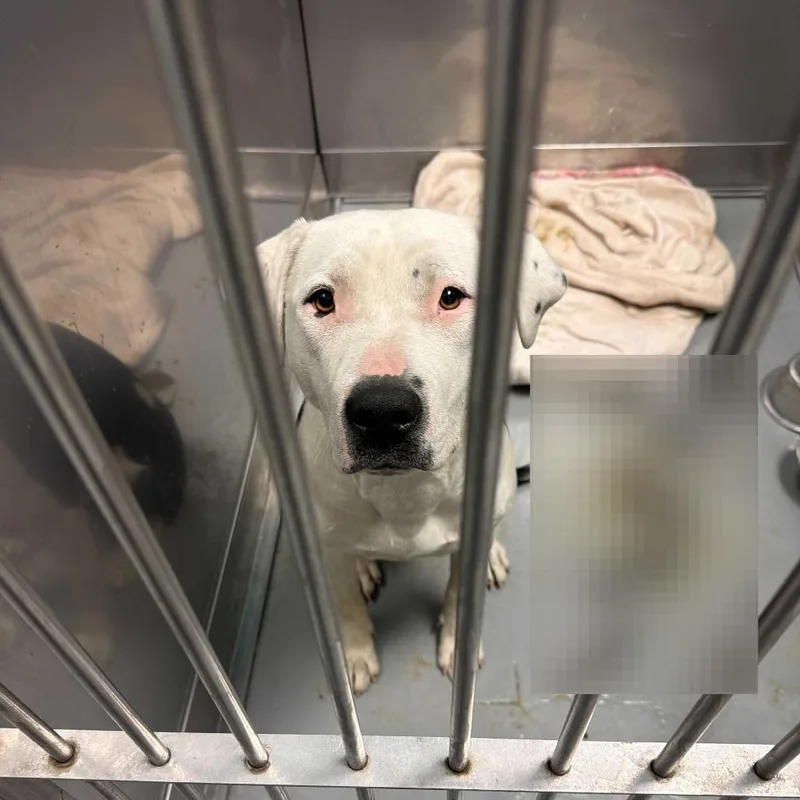 A young medium-sized female White / Cream Mixed Breed dog named Pez Candy for adoption in Davenport, IA