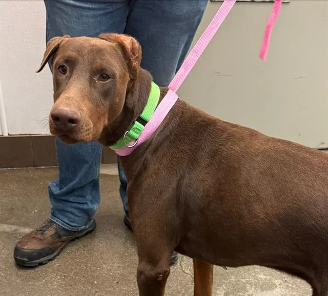 An adult large-sized male Doberman Pinscher dog named Tony for adoption in Tucson, AZ