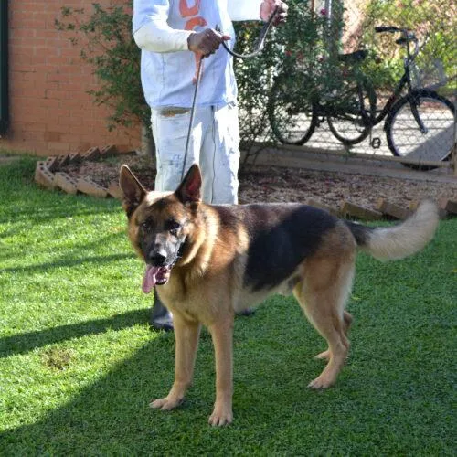 An adult large-sized male German Shepherd Dog dog named King Louie for adoption in Jackson, LA