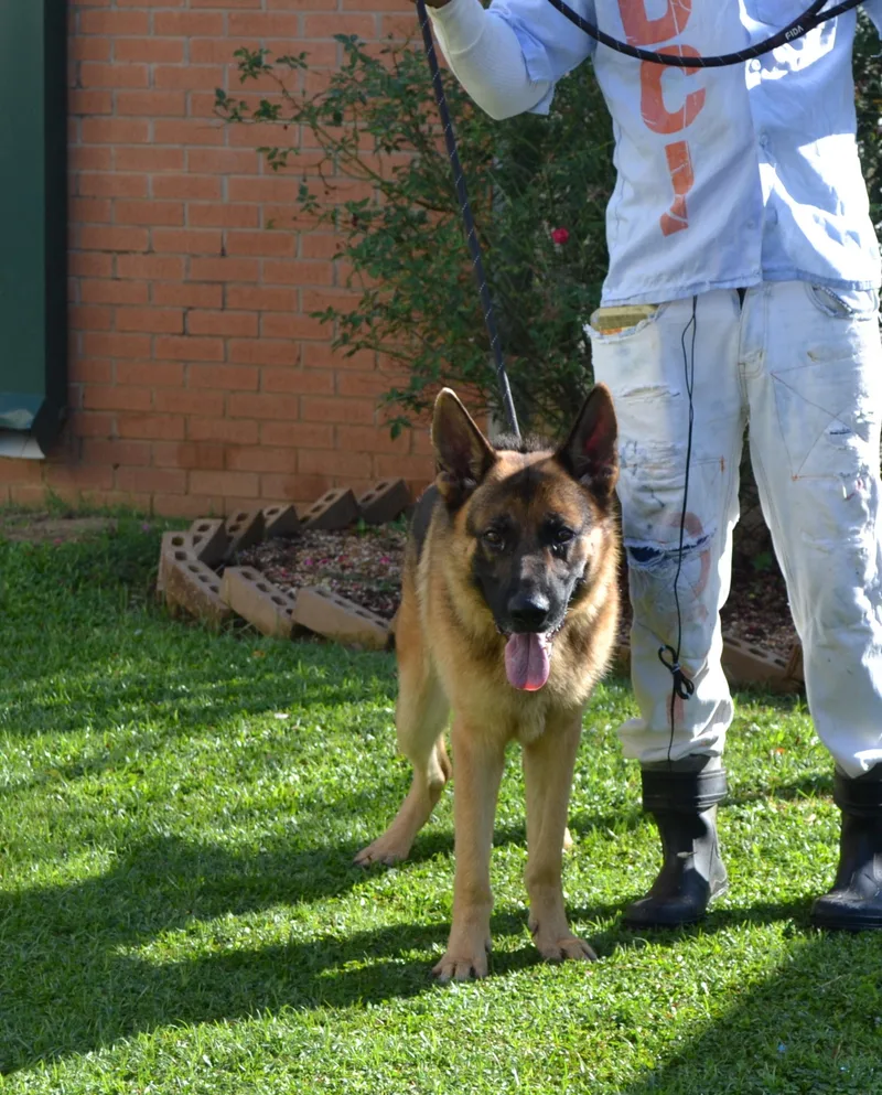 King Louie thumbnail 2