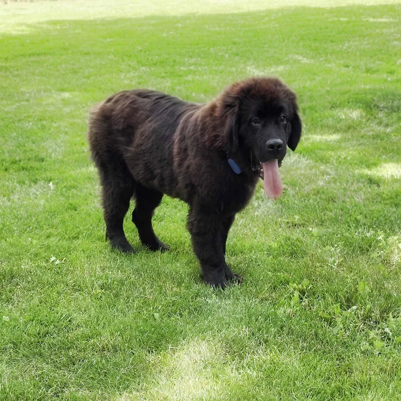 A young extra large-sized male Black Newfoundland Dog dog named Rigel for adoption in Itasca, IL
