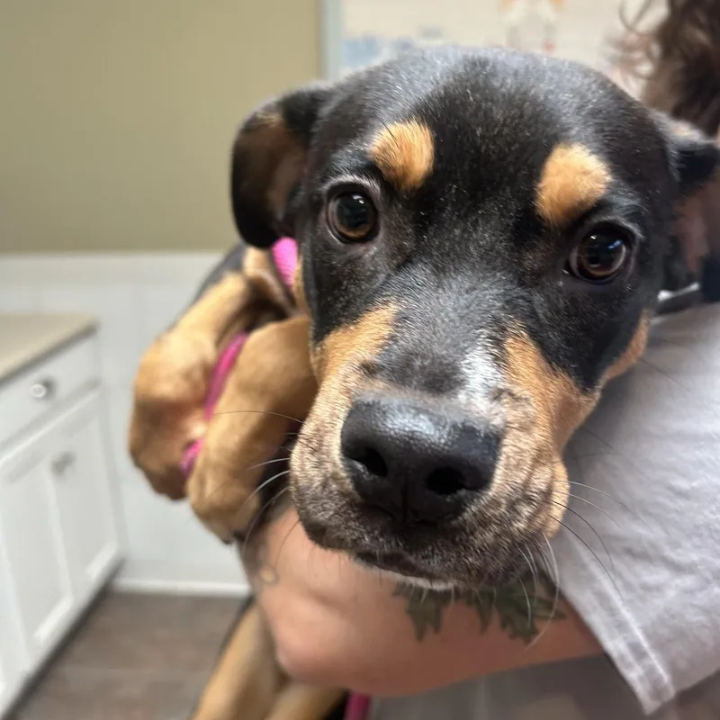 A baby medium-sized female Black Terrier dog named Zorra for adoption in Ojai, CA