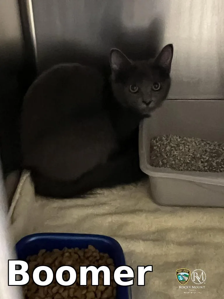 A young medium-sized male Domestic Short Hair cat named Boomer for adoption in Rocky Mount, NC