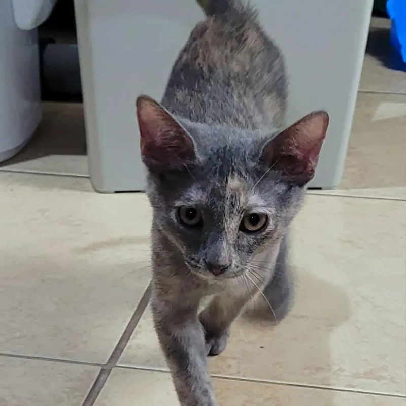 A baby small-sized female Gray / Blue / Silver Domestic Short Hair cat named Tulip for adoption in Leander, TX