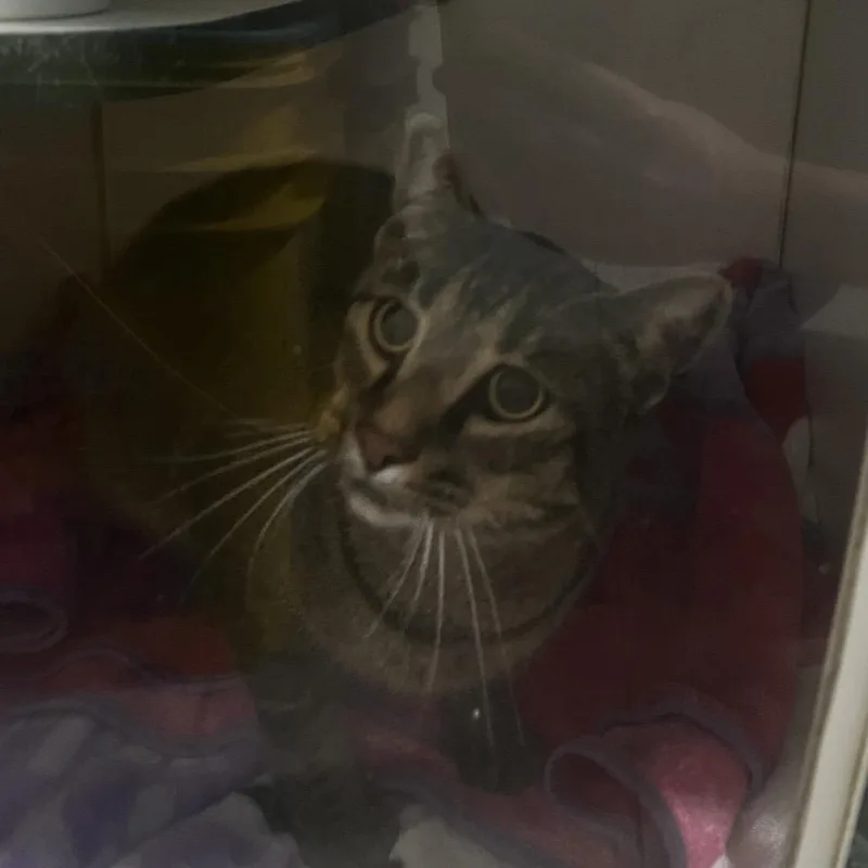An adult small-sized male Brown / Chocolate Domestic Short Hair cat named Sy for adoption in Brighton, MO