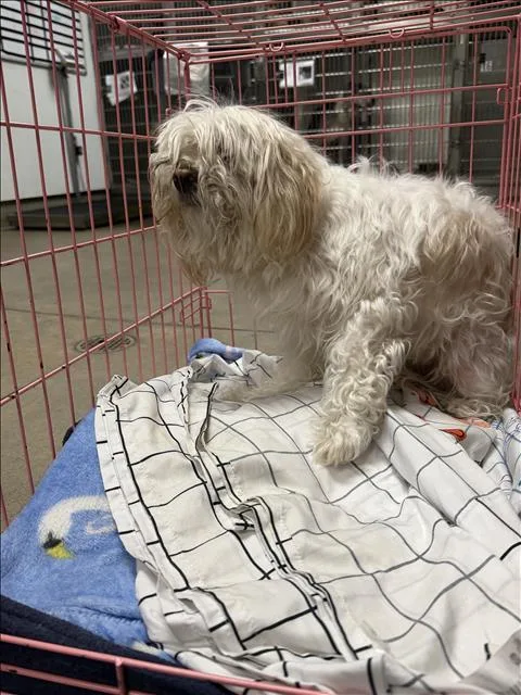 An adult small-sized female Maltese dog named Baby for adoption in Van Nuys, CA