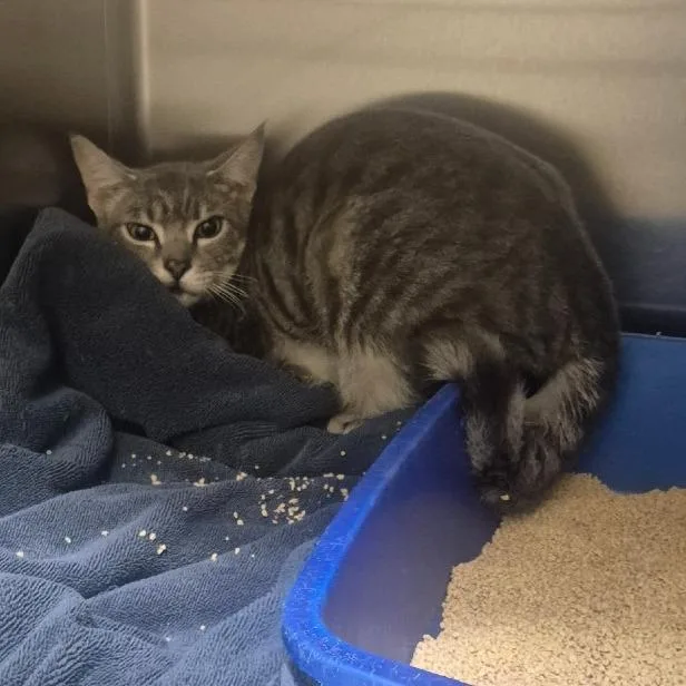 A young medium-sized male Gray / Blue / Silver Domestic Short Hair cat named Jamie for adoption in Upland, CA