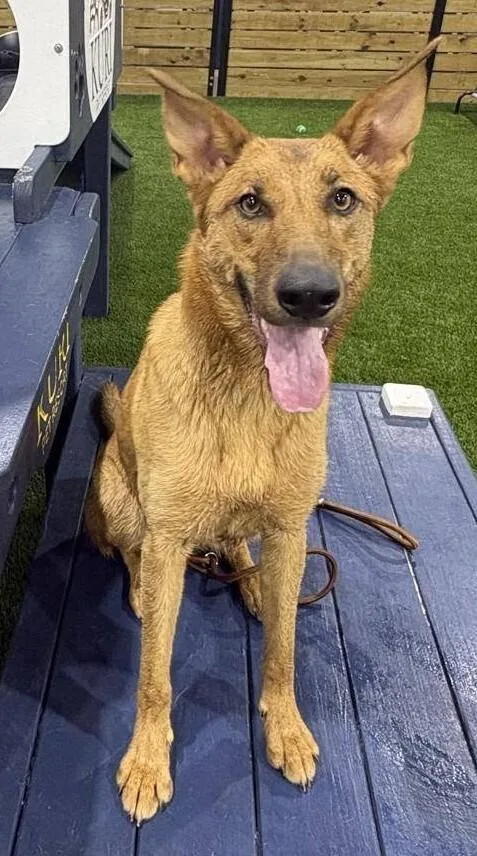 A young large-sized female Tricolor (Brown, Black, & White) German Shepherd Dog dog named Maple for adoption in New Braunfels, TX