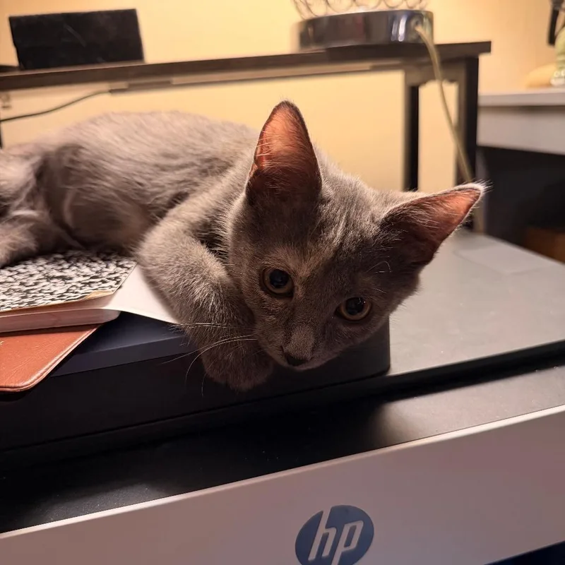 A baby medium-sized female Dilute Calico Domestic Short Hair cat named Cindin for adoption in Chicago, IL