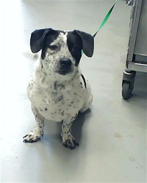 A young medium-sized male Basset Hound dog named Wesson for adoption in Fayetteville, NC