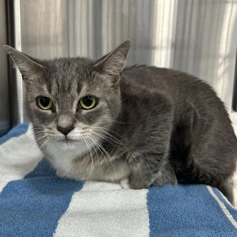 An adult large-sized female Gray / Blue / Silver Domestic Short Hair cat named Murph for adoption in Newark, NJ