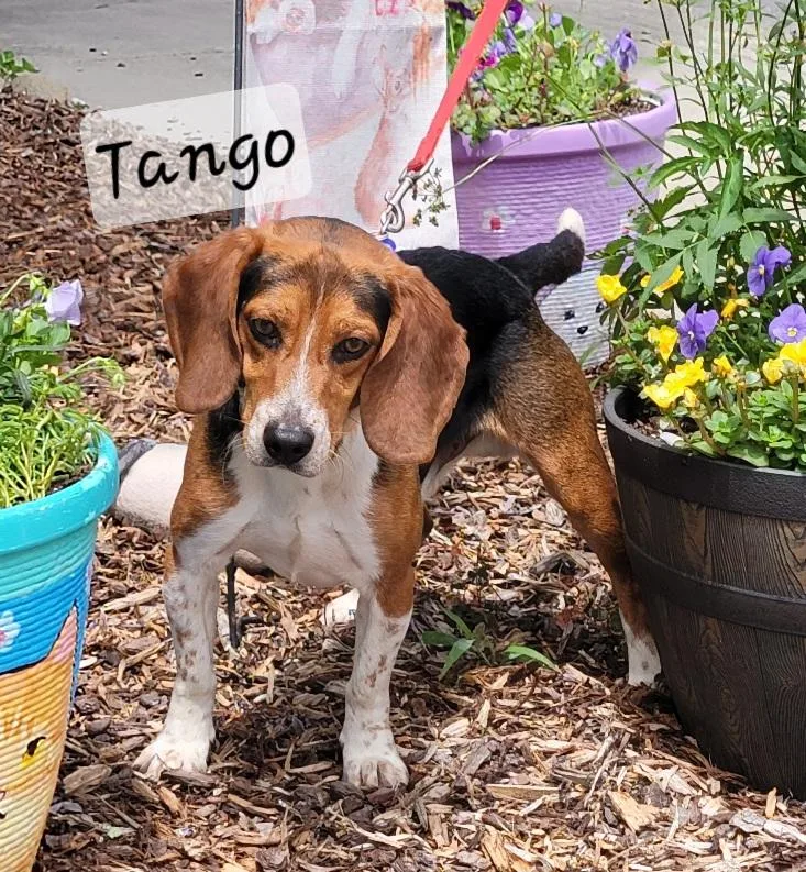 An adult small-sized male Tricolor (Brown, Black, & White) Beagle dog named Tango for adoption in Prince Frederick, MD