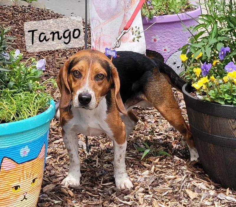Tango thumbnail 2